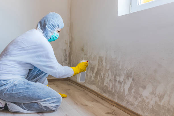 Licensed Black Mold Remediation service in New Milford, IL - Mold Remediation HQ