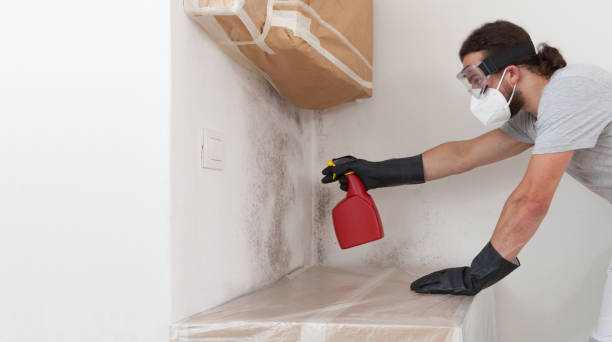 Professional Black Mold Remediation technician working in New Milford, IL