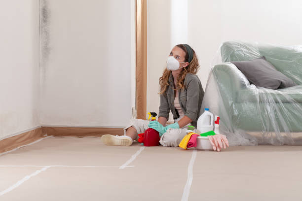 Reliable Black Mold Remediation contractor in New Milford, IL by Mold Remediation HQ