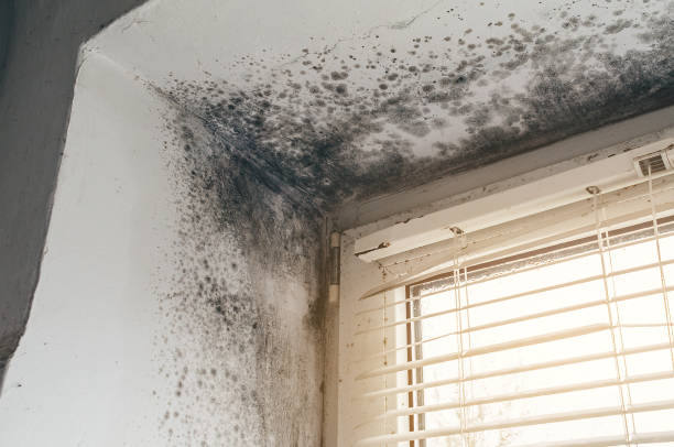Affordable Black Mold Remediation solutions in New Milford, IL